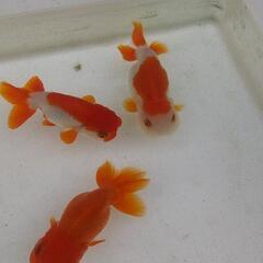 金魚(何匹残るか分からないので受付中断いたします)