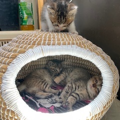 3匹の子猫の里親募集中です