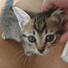 　里親さま　決まりました❗️ ありがとうございました。