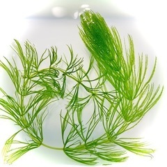 ⑦ 無農薬　スネール無し　水草　マツモ　5本　