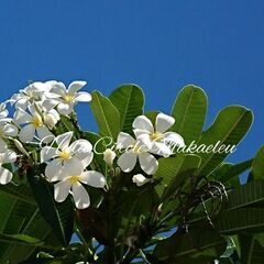 Hula Circle Makaeleu(フラサークル マカエレウ)の画像