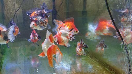 前倒し‼️父の日イベント金魚色々