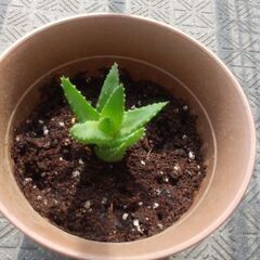 不夜城 サボテン 多肉植物1鉢