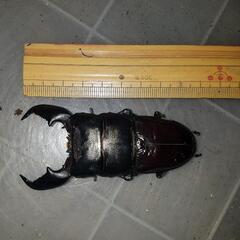 スマトラオオヒラタ　♂88mm　後食済