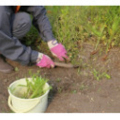 【30分／1袋1000円！】草むしり（45Lのゴミ袋使用）@鉾田...