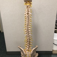 人体骨模型　上半身股関節付き　引き取り限定