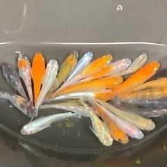 山梨　ふるさと長寿館　直売所　メダカ　販売 - 上野原市