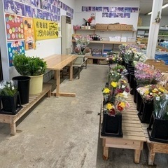 メダカ販売のお知らせですの画像