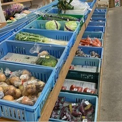 メダカ販売のお知らせですの画像