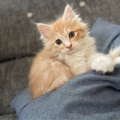 譲渡♡決まり − 大阪府