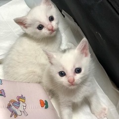 譲渡♡決まりの画像