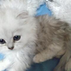 チンチラシルバー　子猫　血統書なし。 - 葛飾区