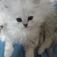 チンチラシルバー　子猫　血統書なし。の画像