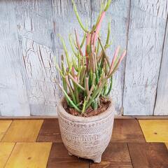 【観葉植物】 ミルクブッシュ スティックオンファイヤー