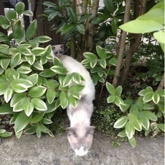 里親を探しています【シャムミックス】 - 鹿屋市