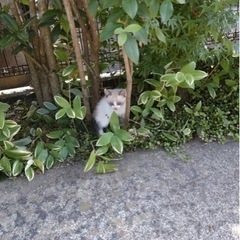 里親を探しています【シャムミックス】 - 猫