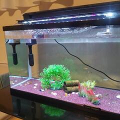 60センチ水槽です！
