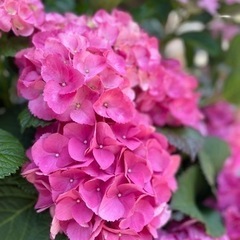 🎀女性のお友達募集🎀(お茶☕️ランチ🍽お散歩🚶‍♀️などなど)