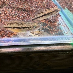 アピストグラマ ホイグネイ Z9 ペア