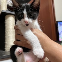生後2ヶ月　ハチワレ兄妹