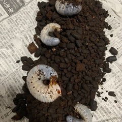 ヘラクレスオオカブト幼虫④受付終了