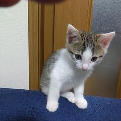 里親さんお願いします。