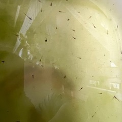MIXめだか稚魚、幼魚