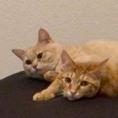 マンチカン♂べべ3歳と茶白♂ちゃちゃ推定2歳半