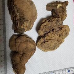 さるのこしかけの画像