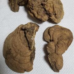 さるのこしかけの画像