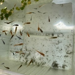 MIXメダカ10匹ちょっとの画像