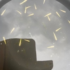 高級メダカ　黄金百式　　若魚10匹