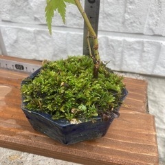 ［再々値下］盆栽　もみじの画像