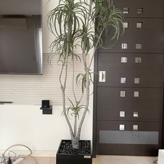 エミリオロバ　観葉植物　造花