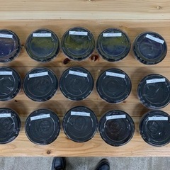 メダカ販売の画像