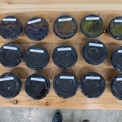 メダカ販売の画像