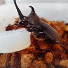 カブトムシ(成虫)あげます