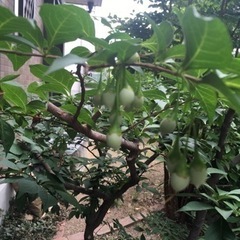 エゴノキ　差し上げますの画像
