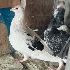 レース鳩　引取りをお願いします！