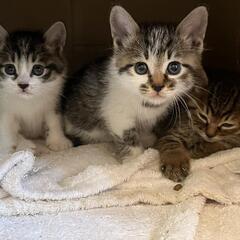 とても人懐っこいキジ白3姉妹の仔猫