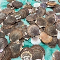 貝殻　北海道産ホタテ　ハンドメイド　材料　の画像