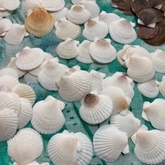 貝殻　北海道産ホタテ　ハンドメイド　材料　の画像