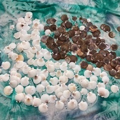 貝殻　北海道産ホタテ　ハンドメイド　材料　