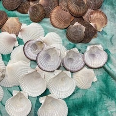 貝殻　北海道産ホタテ　ハンドメイド　材料　の画像