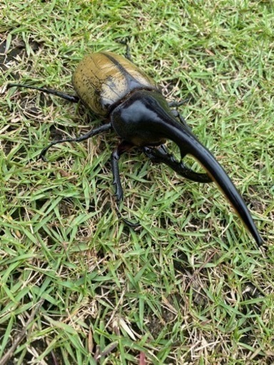 ヘラクレスオオカブト　147mm  68mm