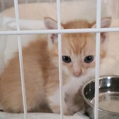 保護猫を迎えよう‼️みんなお見合い決まりました。 − 鳥取県