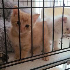 保護猫を迎えよう‼️みんなお見合い決まりました。 - 米子市