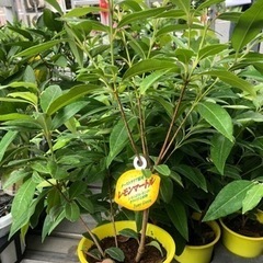 レモンマートル　