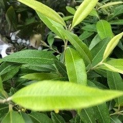 レモンマートル　の画像