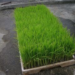 ヒノヒカリ苗